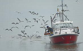 Mouette rieuse