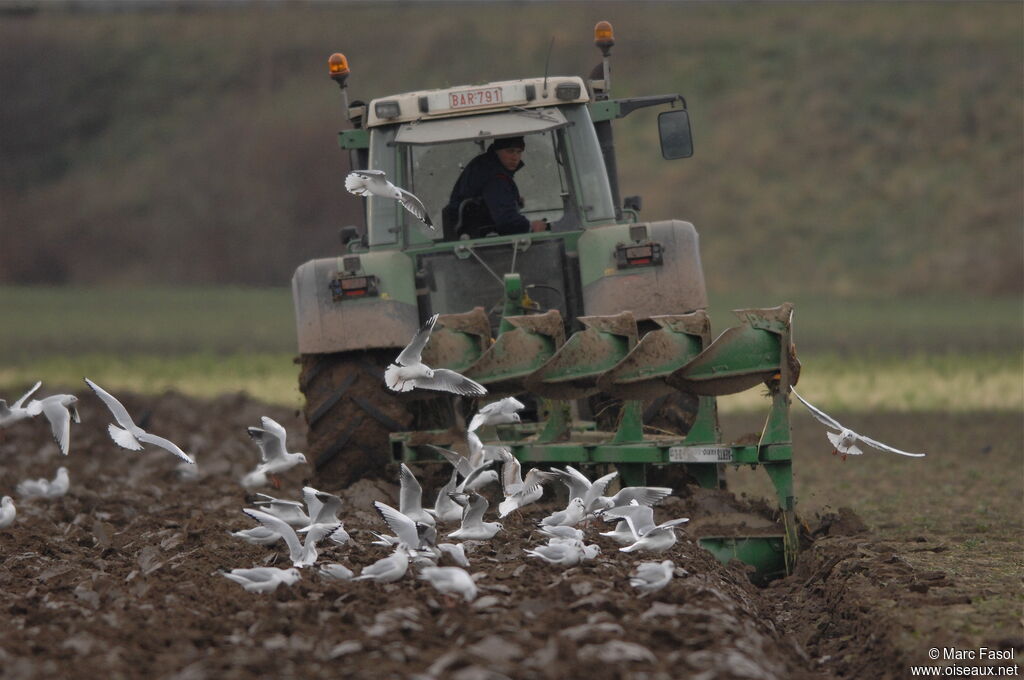 Mouette rieuse, Comportement