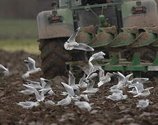 Mouette rieuse