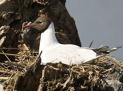 Mouette rieuse