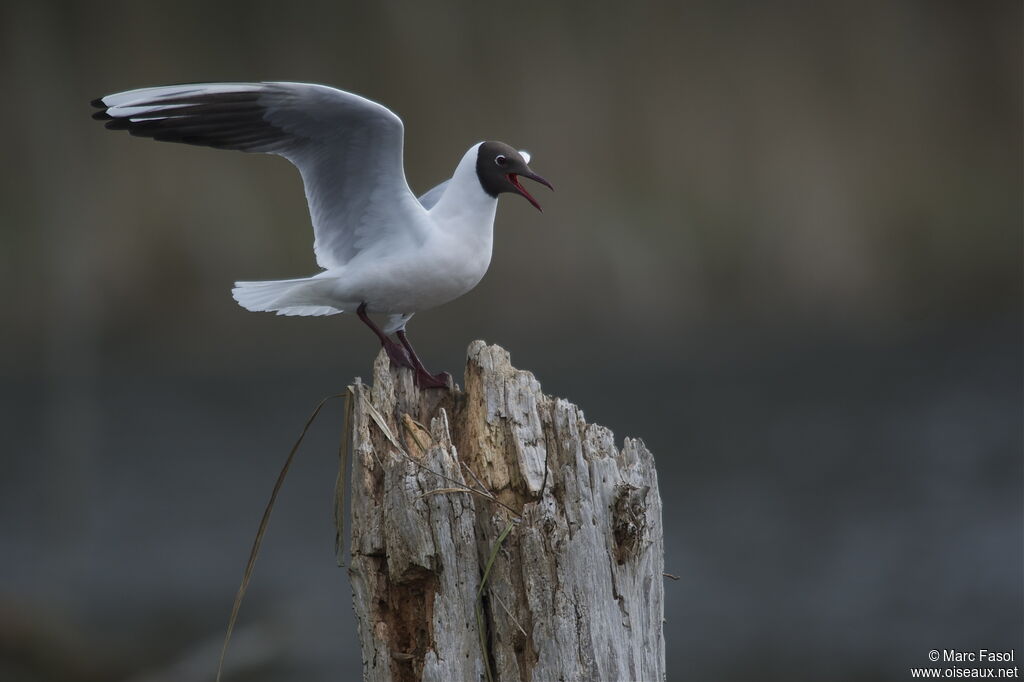 Mouette rieuseadulte nuptial, identification, Nidification