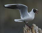 Mouette rieuse