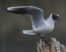 Black-headed Gull