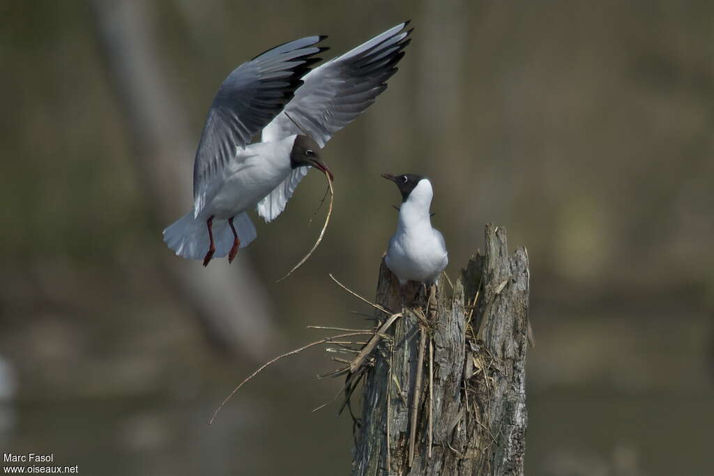 Mouette rieuseadulte, parade, Comportement