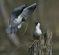 Mouette rieuse