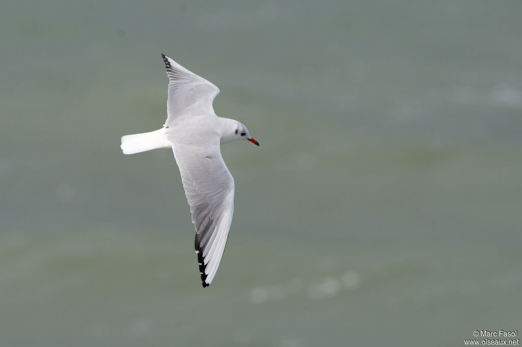 Black-headed Gulladult post breeding, Flight