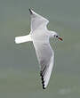 Mouette rieuse