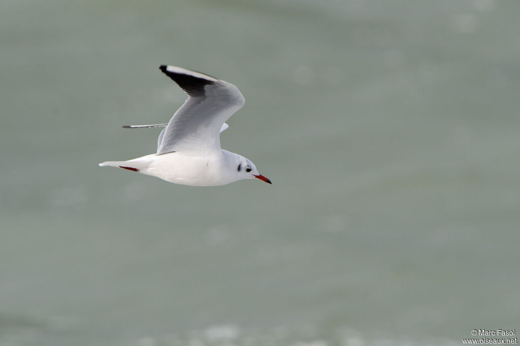 Mouette rieuseadulte internuptial, Vol