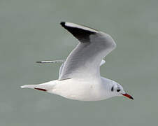 Black-headed Gull