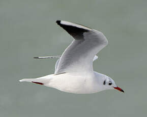 Mouette rieuse