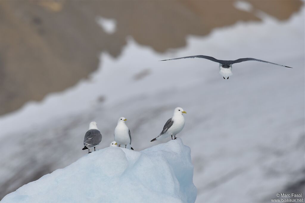 Mouette tridactyle, identification