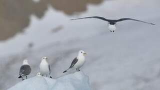 Black-legged Kittiwake