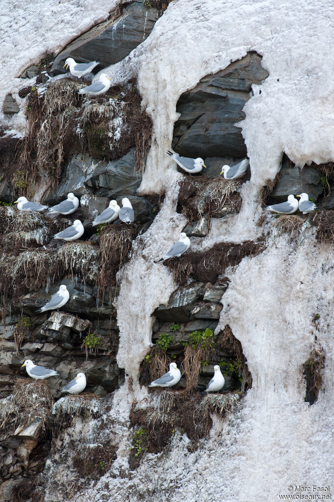 Mouette tridactyle, r. coloniale