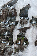 Black-legged Kittiwake