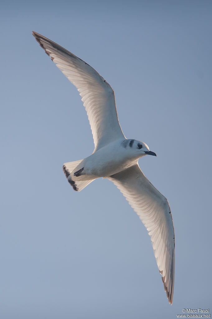 Black-legged Kittiwakeimmature, Flight