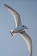 Mouette tridactyle