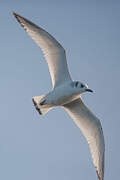 Black-legged Kittiwake