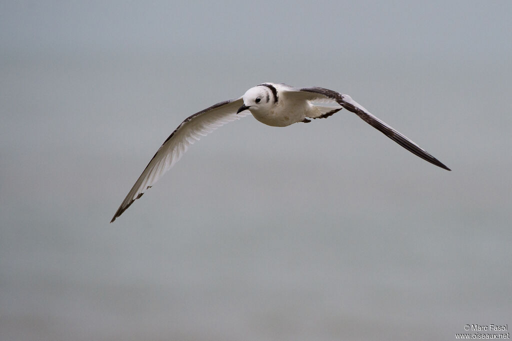 Mouette tridactyle1ère année, Vol