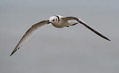 Mouette tridactyle