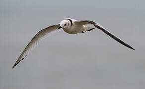 Black-legged Kittiwake