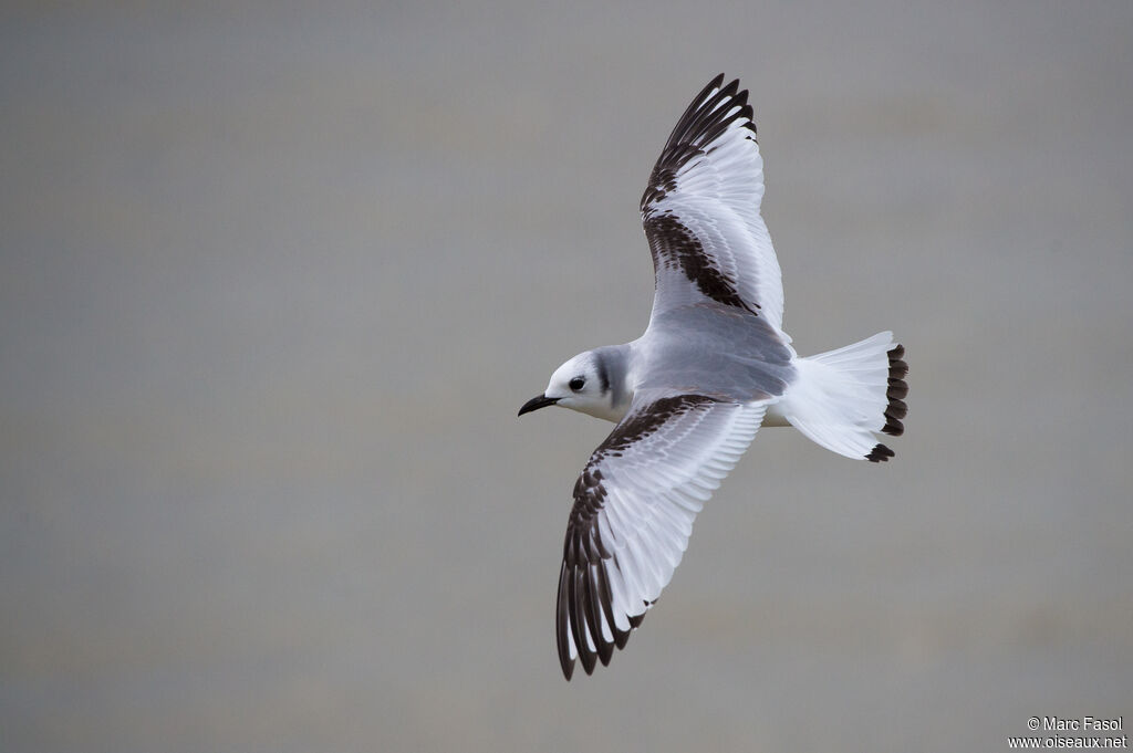 Mouette tridactyle1ère année, Vol