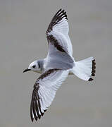 Black-legged Kittiwake