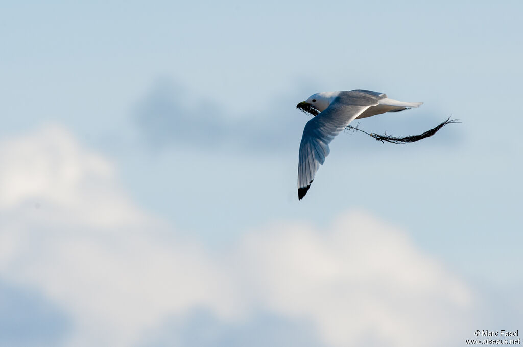 Mouette tridactyleadulte, Nidification