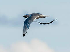 Black-legged Kittiwake