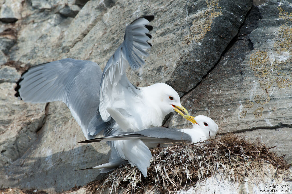 Black-legged Kittiwakeadult breeding, Reproduction-nesting, colonial reprod.