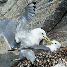 Mouette tridactyle