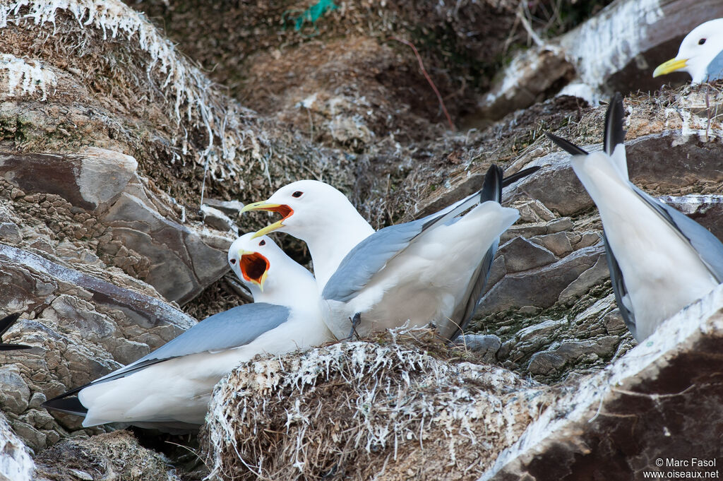 Black-legged Kittiwakeadult breeding, courting display, Reproduction-nesting