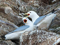 Mouette tridactyle