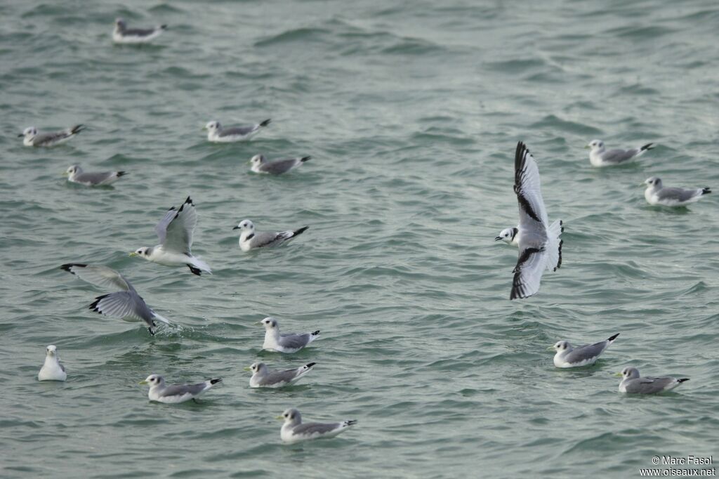 Black-legged KittiwakeFirst year, identification