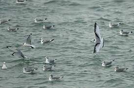 Black-legged Kittiwake