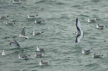 Mouette tridactyle