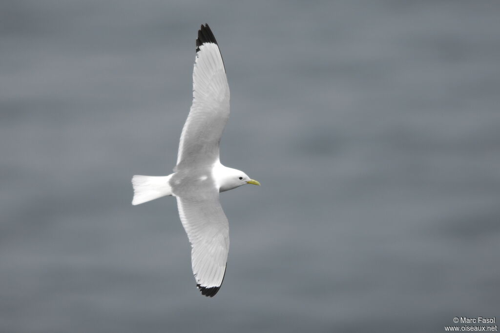 Mouette tridactyleadulte nuptial, Vol