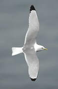 Black-legged Kittiwake