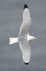 Mouette tridactyle