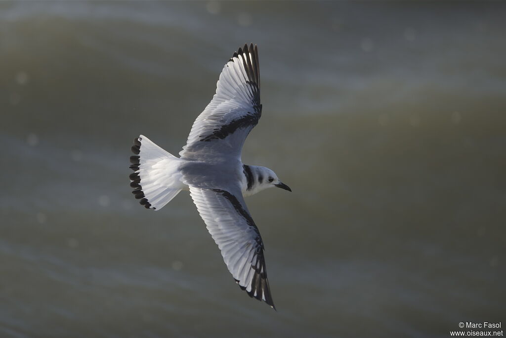 Mouette tridactylejuvénile, Vol