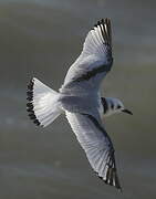 Black-legged Kittiwake