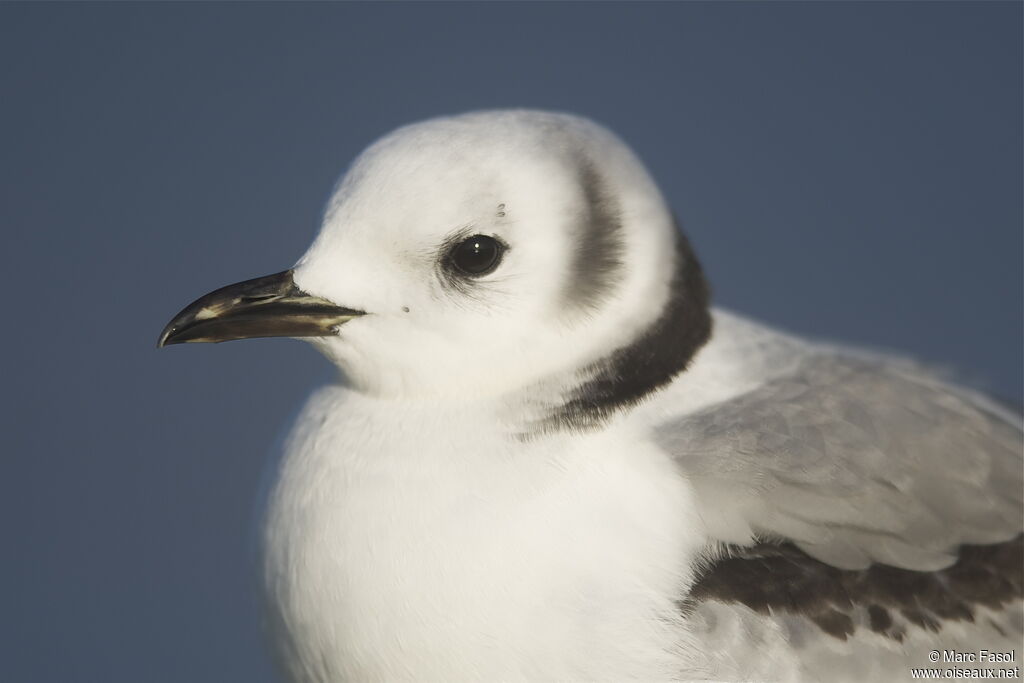 Mouette tridactylejuvénile, identification