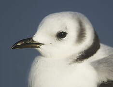 Black-legged Kittiwake