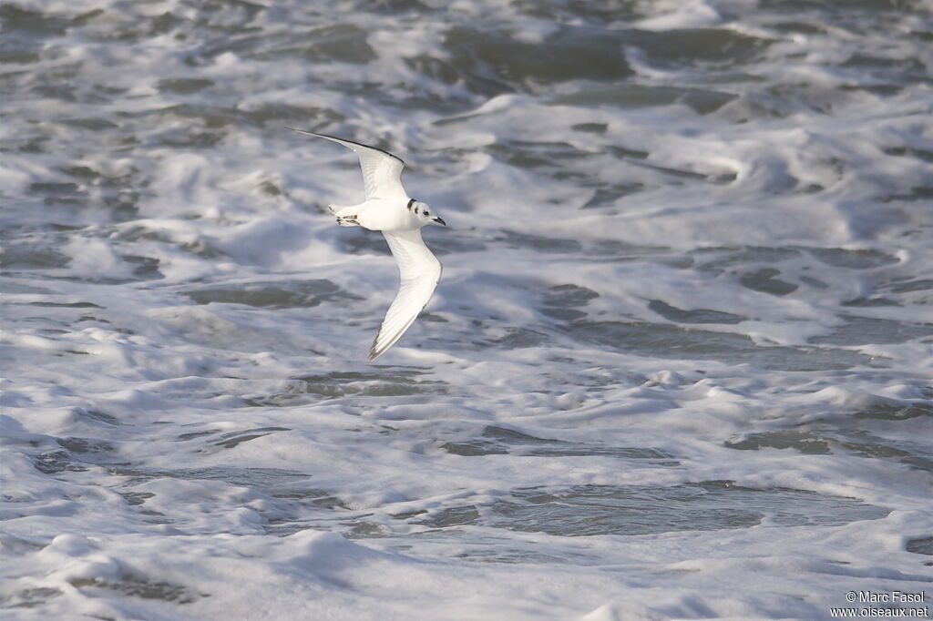 Black-legged Kittiwakejuvenile, Flight