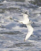 Black-legged Kittiwake