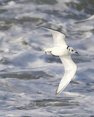 Mouette tridactyle