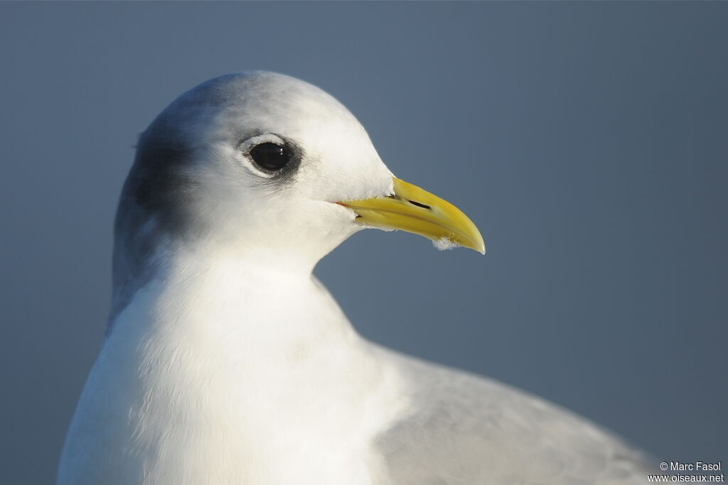 Mouette tridactyleadulte internuptial, identification