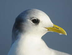 Black-legged Kittiwake