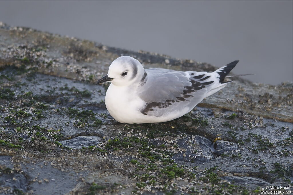 Black-legged Kittiwakejuvenile, identification