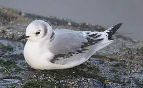 Black-legged Kittiwake