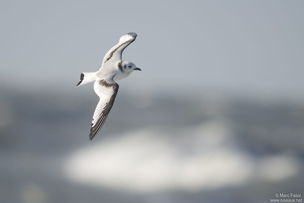 Mouette tridactylejuvénile, Vol